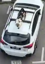 Picture of a Apple Car spotted in Miri, Sarawak, Malaysia on October 15, 2024.